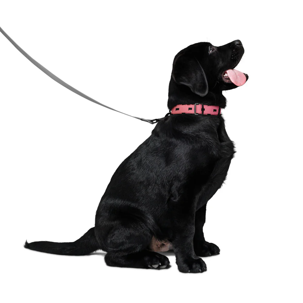 Bravo Talk Bubble Pattern Collar - Image 4