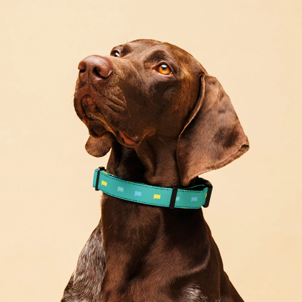 Bravo Talk Bubble Pattern Collar - Image 2