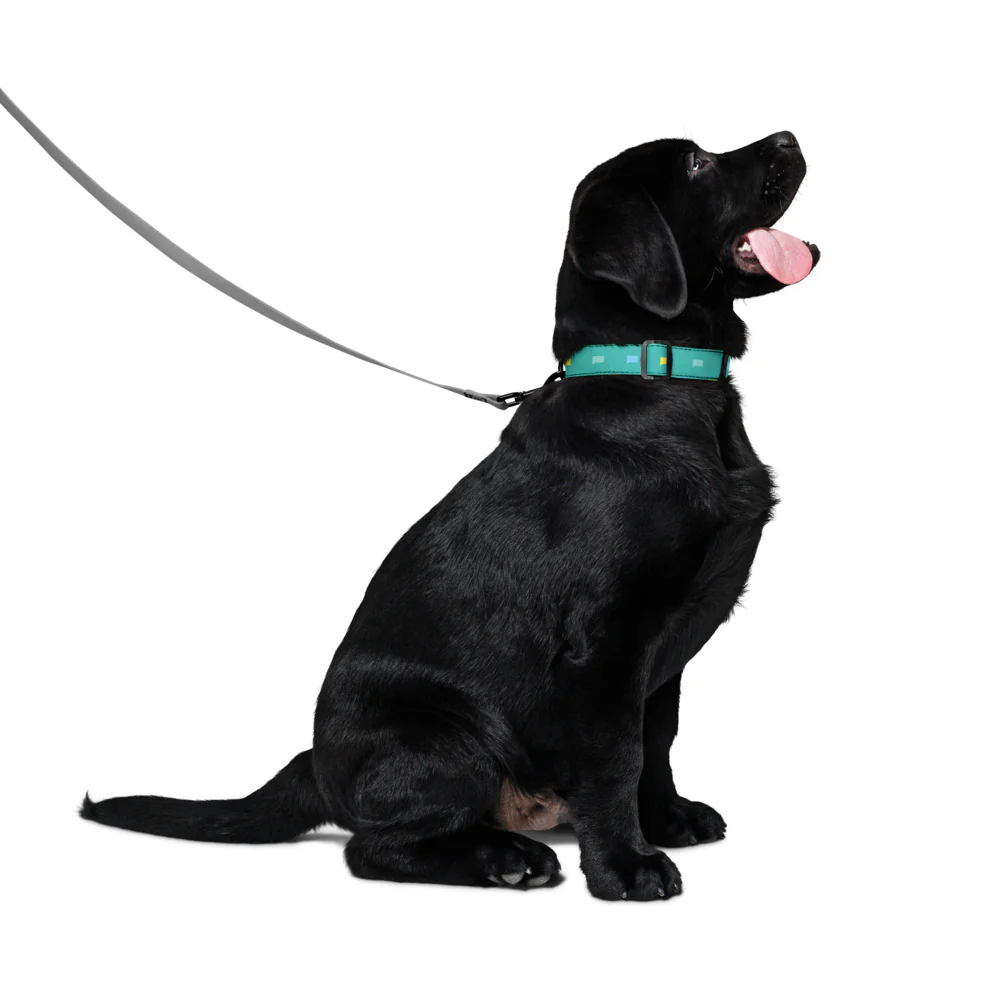 Bravo Talk Bubble Pattern Collar - Image 4